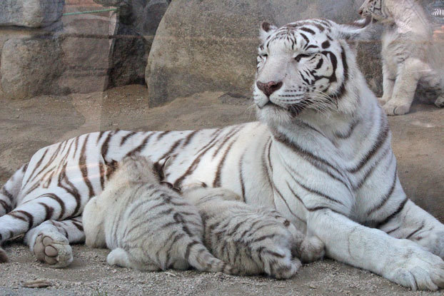 ホワイトタイガーの赤ちゃん 授乳 続 動物園ありマス
