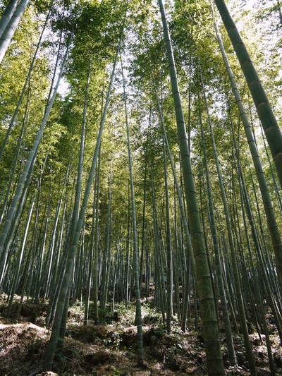 干したけのこ 平成27年度無農薬・有機栽培で育てた「干したけのこ」予約受付スタート!!(前編)_a0254656_1734928.jpg