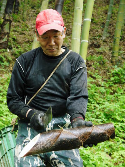 干したけのこ 平成27年度無農薬・有機栽培で育てた「干したけのこ」予約受付スタート!!(前編)_a0254656_18512016.jpg