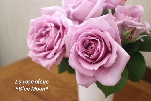 はじまりの薔薇 ブルー ムーン La Rose 薔薇の庭 はじまりの薔薇 ブルー ムーン La Rose 薔薇の庭
