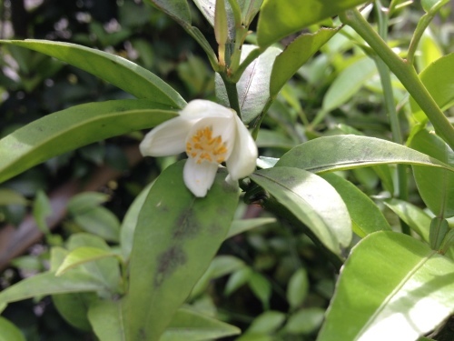 かぼすの花 我が家への道