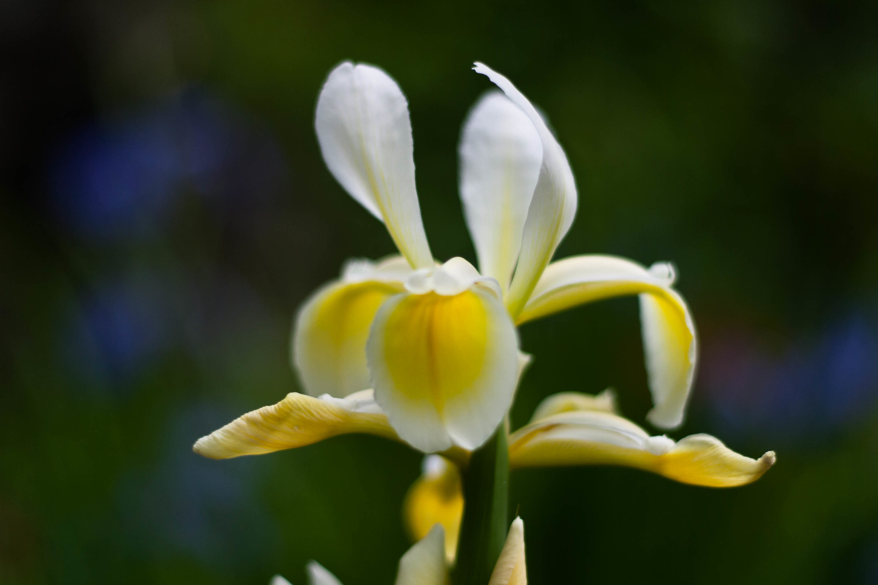 5月は花粉症時期！ ブタクサやカモガヤ・・こんな時期に_f0051464_16400345.jpg