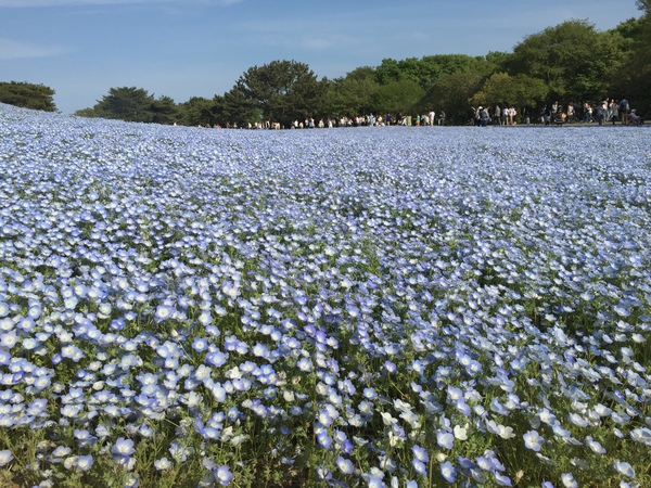 2015.5.3　ネモフィラ＠ひたち海浜公園_b0204466_96610.jpg