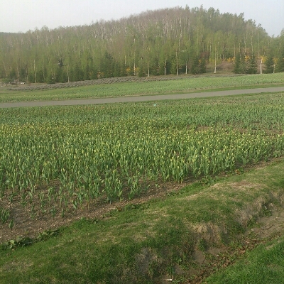 c0311170_17531096.jpg