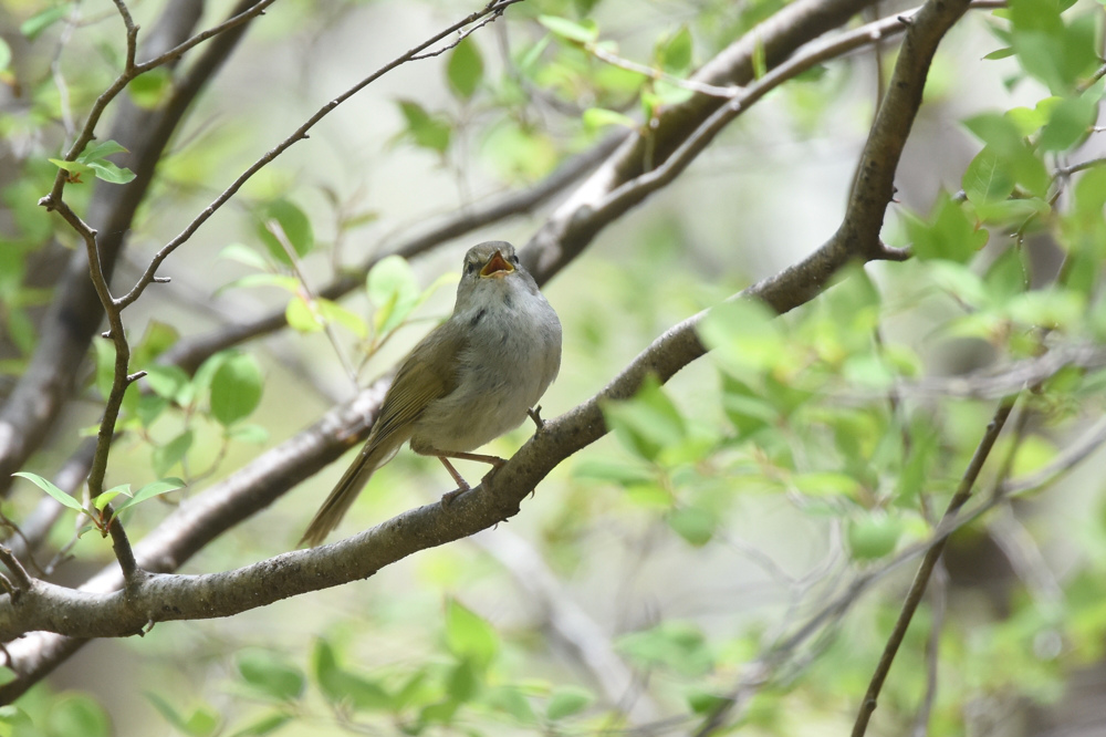 日本三鳴鳥 Ⅱ コマドリ ウグイス_f0053272_23132761.jpg