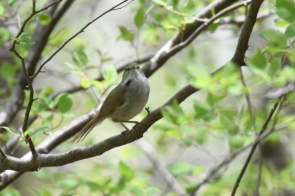日本三鳴鳥 Ⅱ コマドリ ウグイス_f0053272_23134373.jpg