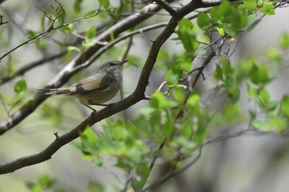 日本三鳴鳥 Ⅱ コマドリ ウグイス_f0053272_2314126.jpg
