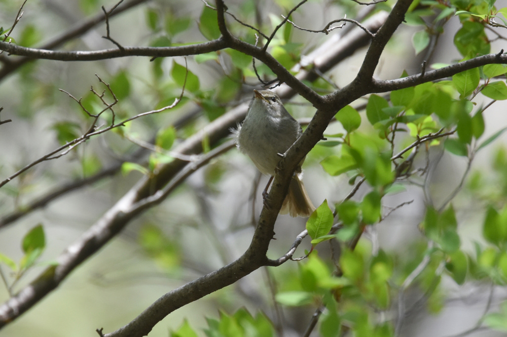 日本三鳴鳥 Ⅱ コマドリ ウグイス_f0053272_2314165.jpg