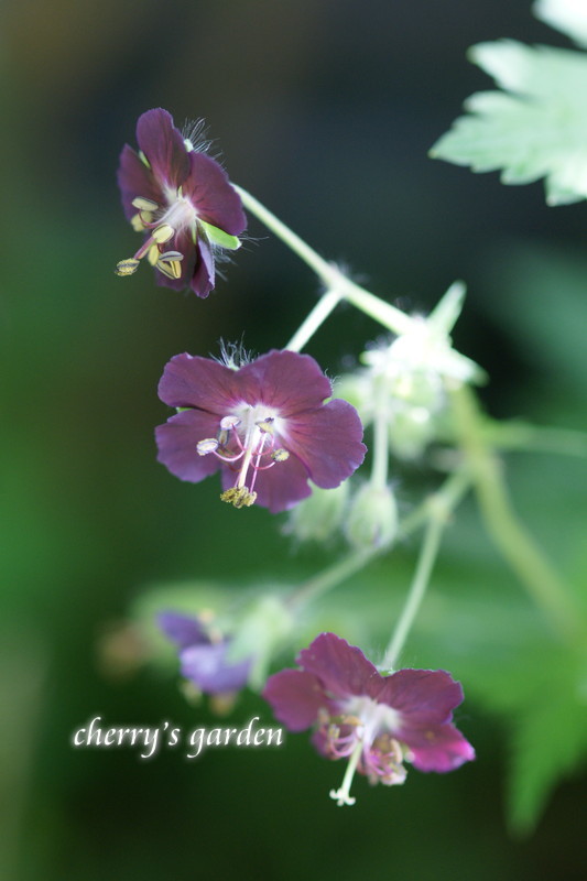 布花のピンクスズラン＆庭の様子など_c0324375_16341823.jpg