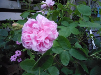 b0096584_20435257.jpg