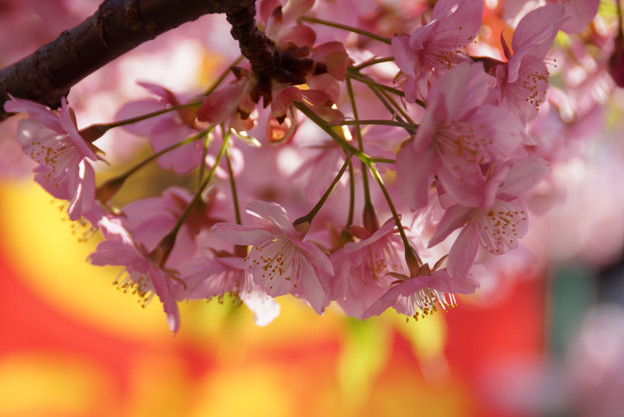 ☆”河津桜”咲く、春爛漫の風景２０１３年！_c0168984_10451116.jpg