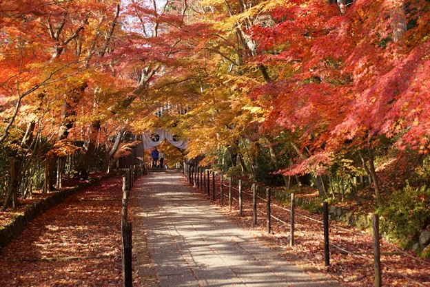 ☆晩秋の京都ツアー2013、紅葉の参道、光明寺！_c0168984_10454427.jpg