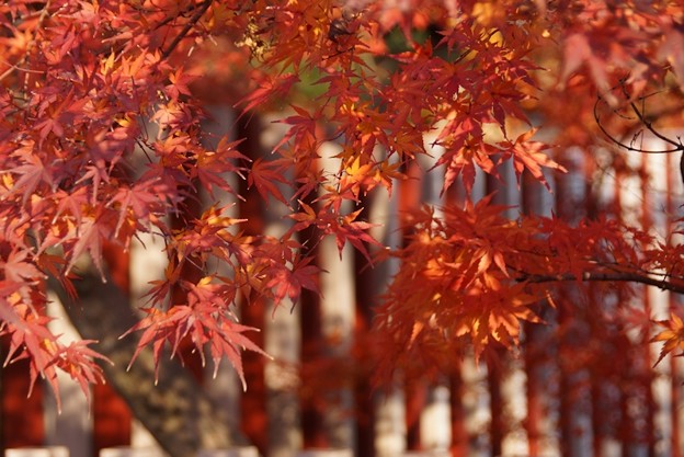 ☆晩秋の京都ツアー2013、黄葉の嵯峨野！_c0168984_10454454.jpg