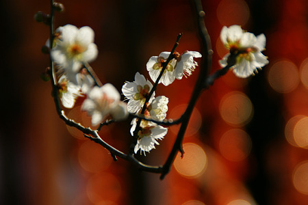 ☆”初梅”が咲きだした、鎌倉！_c0168984_11450355.jpg