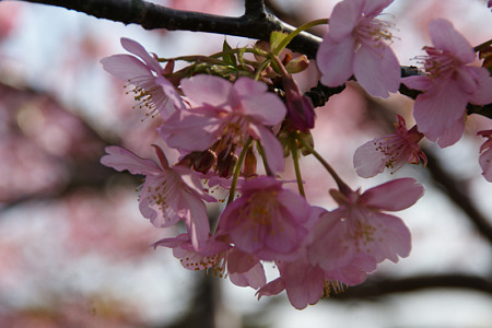 ☆”河津桜”が見頃になった、三浦半島！_c0168984_11450889.jpg