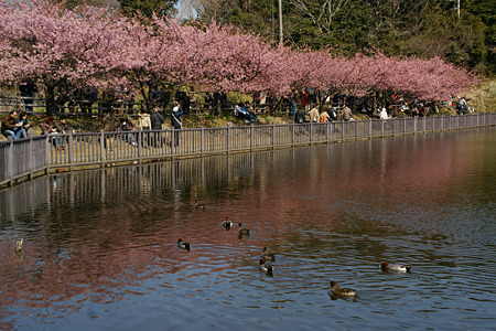 ☆”河津桜”が見頃になった、三浦半島！_c0168984_11450894.jpg