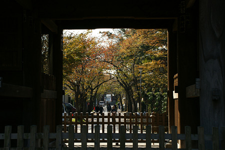 ☆晩秋、イチョウの三兄弟も色づく、横浜／称名寺！_c0168984_11452627.jpg