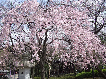 ☆続：見頃になった”枝垂れ桜”と東京タワー！_c0168984_14050538.jpg