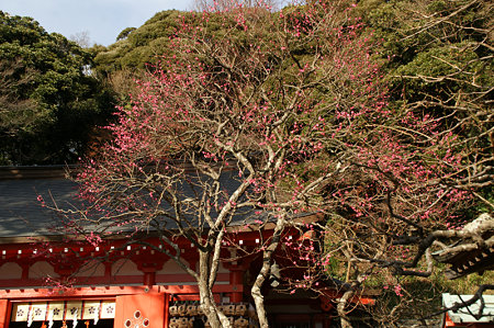 ☆飛び梅が咲く、荏柄天神社！_c0168984_14450528.jpg