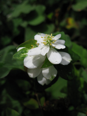 ☆八重のドクダミの花２、鎌倉！_c0168984_20450169.jpg