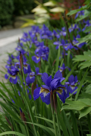 ☆菖蒲祭の行われた、鎌倉！_c0168984_21350595.jpg