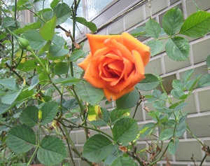 f0215785_12521757.jpg