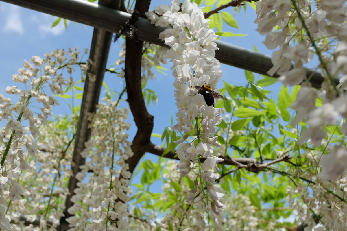 江南の曼荼羅寺公園の藤_c0013687_6224818.jpg