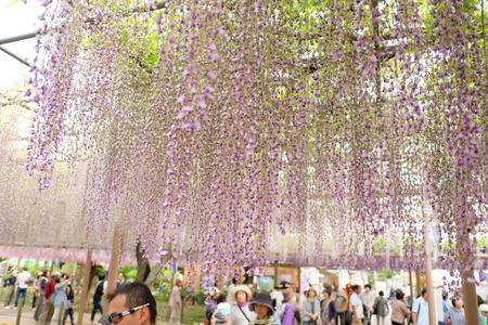 江南の曼荼羅寺公園の藤_c0013687_6225713.jpg