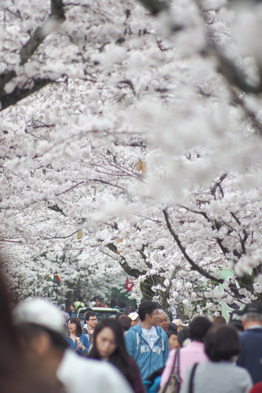 2015桜　*28（秋月・桜の馬場　*1）_d0147393_158306.jpg