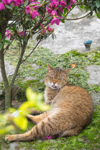 台湾猫村　－　猴硐_a0331996_00405877.jpg