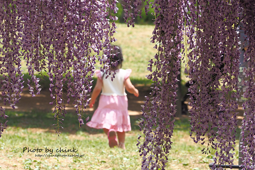 白井大町藤公園_e0254298_19515095.jpg