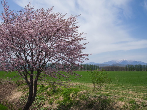 G.W.最終日、村道沿いの一本桜(中札内村)が満開に・・!_f0276498_15555833.jpg