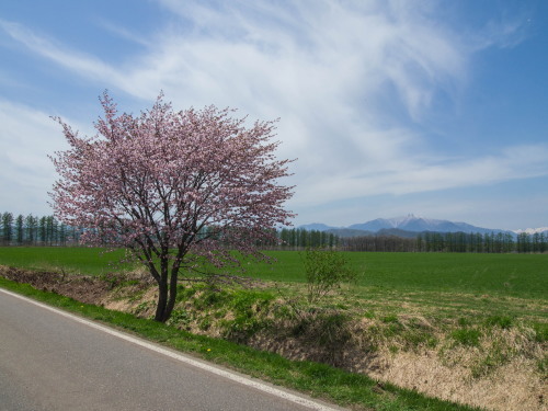 G.W.最終日、村道沿いの一本桜(中札内村)が満開に・・!_f0276498_15572156.jpg