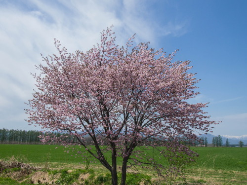 G.W.最終日、村道沿いの一本桜(中札内村)が満開に・・!_f0276498_15575788.jpg