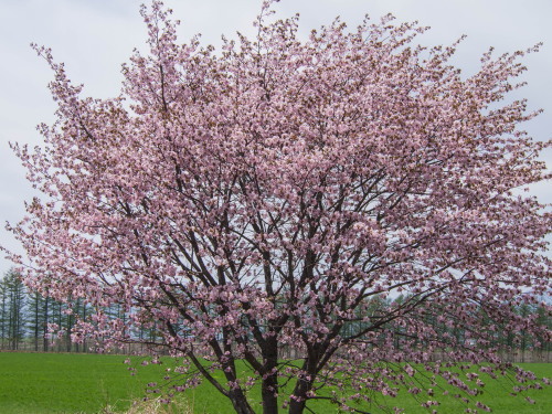 G.W.最終日、村道沿いの一本桜(中札内村)が満開に・・!_f0276498_15582460.jpg