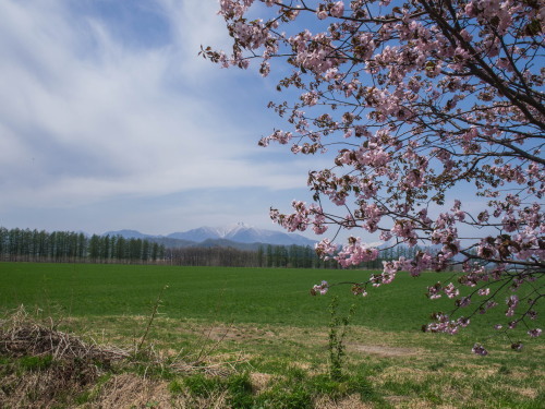 G.W.最終日、村道沿いの一本桜(中札内村)が満開に・・!_f0276498_15585089.jpg