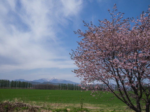 G.W.最終日、村道沿いの一本桜(中札内村)が満開に・・!_f0276498_15591604.jpg