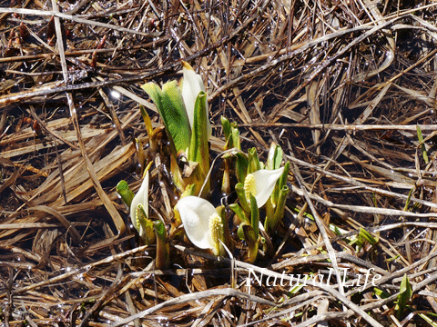 b0162000_14445548.gif