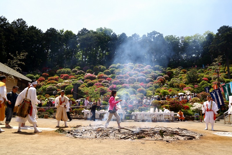 花と歴史の寺 塩船観音寺のつつじまつりと 火渡り荒行修行 旅プラスの日記