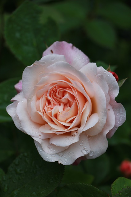 a0123003_8175485.jpg