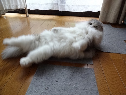 笑えるミルクと新作。。_c0178104_08442959.jpg