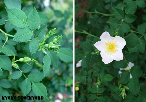 野ばらと玉ねぎの花 とsandy Kyoko S Backyard アメリカで田舎暮らし