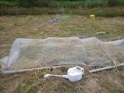 c0280206_55333.jpg
