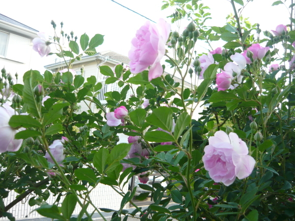 a0139007_18170895.jpg
