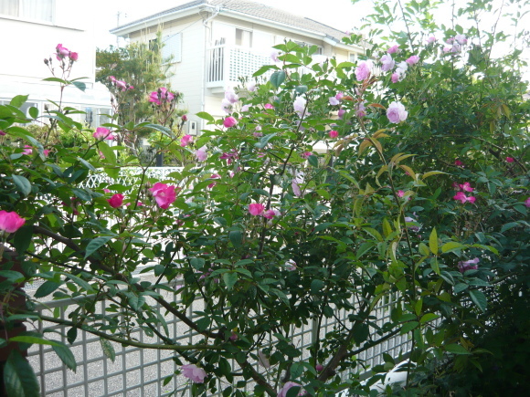 a0139007_18180515.jpg