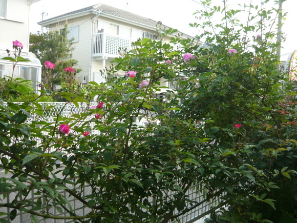 a0139007_18185535.jpg