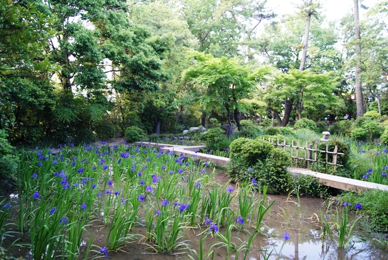 知立　無量寿寺庭園編　カキツバタを求めて　その１_e0292414_20375702.jpg