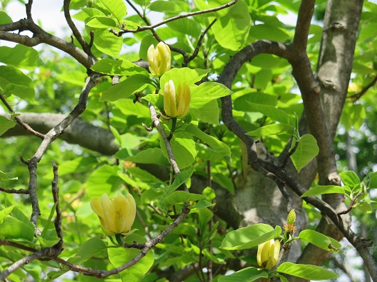 春の黄色い木花（金寿、金鎖）ほか : AREKORE