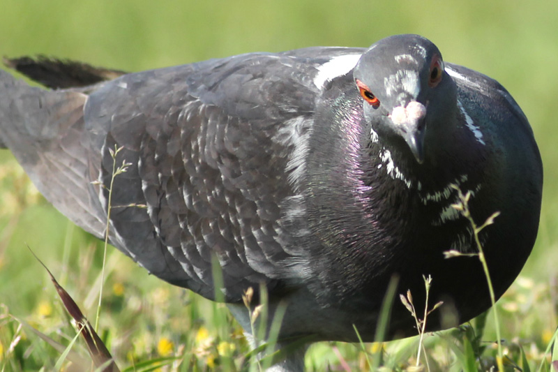 カワラバトの瞼（ふしぎの国の鳥達）_f0178716_14532711.jpg