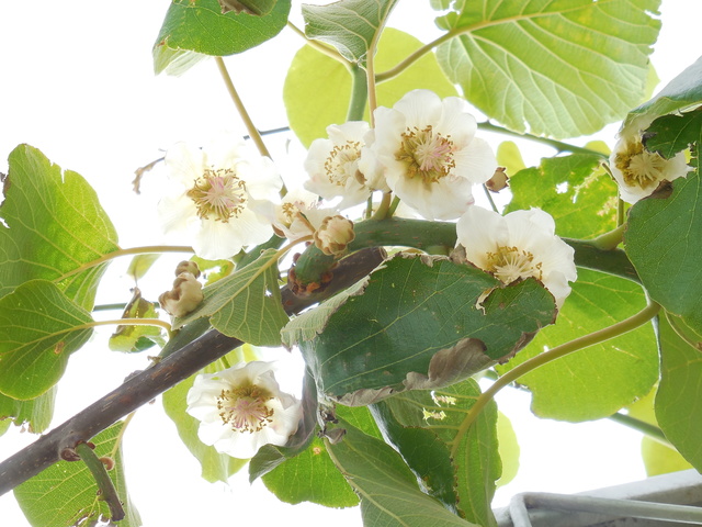 キウイの花粉付け 土屋ぶどう園